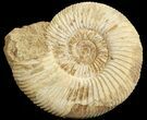 Perisphinctes Ammonite - Jurassic #68203-1